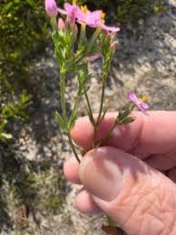 Attēlu rezultāti vaicājumam “Centaurium littorale leaf”