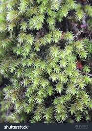 Attēlu rezultāti vaicājumam “Hedwigia ciliata”