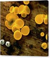 Attēlu rezultāti vaicājumam “Lasiosphaeria ovina spores”