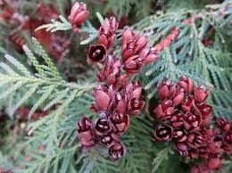 Attēlu rezultāti vaicājumam “Thuja occidentalis flower”
