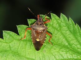 Attēlu rezultāti vaicājumam “Pinthaeus sanguinipes imago”