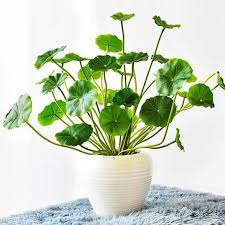 Attēlu rezultāti vaicājumam “Hydrocotyle vulgaris leaf”