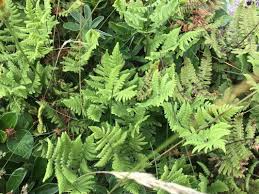 Attēlu rezultāti vaicājumam “Gymnocarpium robertianum”