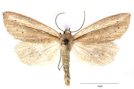 Attēlu rezultāti vaicājumam “Mythimna flammea”