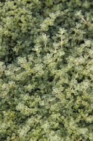 Attēlu rezultāti vaicājumam “Bayeriola thymicola”