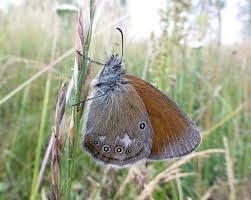 Attēlu rezultāti vaicājumam “Coenonympha glycerion”