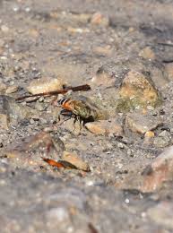 Attēlu rezultāti vaicājumam “Syrphus sp. imago”