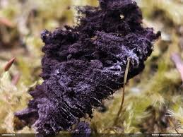 Attēlu rezultāti vaicājumam “Stemonaria irregularis macro”