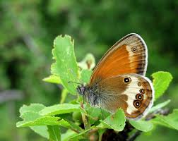 Attēlu rezultāti vaicājumam “Coenonympha arcania underside”