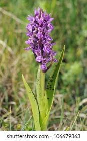 Attēlu rezultāti vaicājumam “Dactylorhiza cruenta”