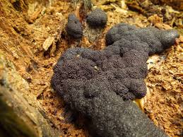 Attēlu rezultāti vaicājumam “Lindbladia tubulina spores”