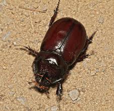 Attēlu rezultāti vaicājumam “Oryctes nasicornis male”