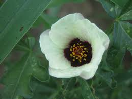 Attēlu rezultāti vaicājumam “Malvaceae”