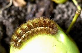 Attēlu rezultāti vaicājumam “Spilosoma lutea larva”
