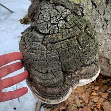 Attēlu rezultāti vaicājumam “Phellinus alni”