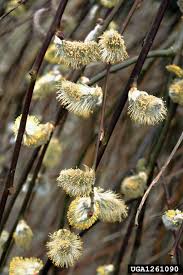 Attēlu rezultāti vaicājumam “Salix caprea bud”