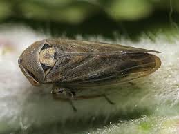 Attēlu rezultāti vaicājumam “Licea pusilla macro”