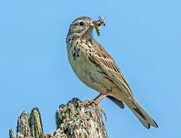 Image result for Alauda arvensis