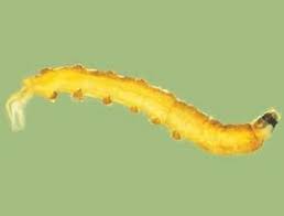 Attēlu rezultāti vaicājumam “Tipulidae”