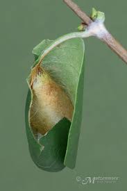 Attēlu rezultāti vaicājumam “Ichneumonidae cocoon”