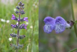 Attēlu rezultāti vaicājumam “Labiatae”