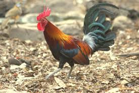 Attēlu rezultāti vaicājumam “Gallus”