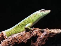 Risultati immagini per dasia smaragdina