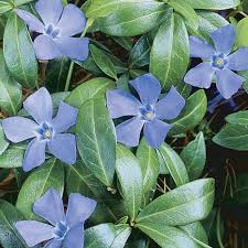 Attēlu rezultāti vaicājumam “Vinca minor leaf”