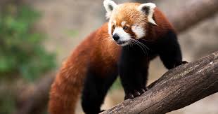 Résultat de recherche d'images pour "pandas"