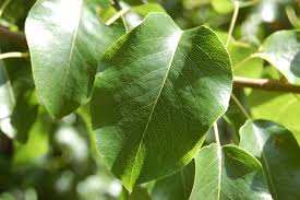 Attēlu rezultāti vaicājumam “Pyrus pyraster”