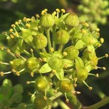 Attēlu rezultāti vaicājumam “Hedera helix  flower”