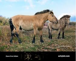 Attēlu rezultāti vaicājumam “Equus ferus caballus”