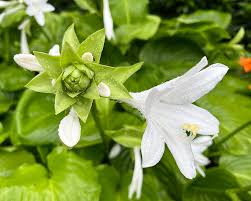 Attēlu rezultāti vaicājumam “Hosta sp. flower”