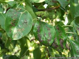 Attēlu rezultāti vaicājumam “Eriophyes padi”