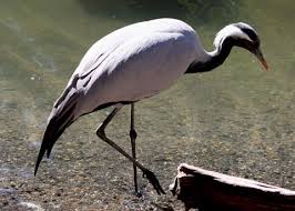 Attēlu rezultāti vaicājumam “Gruiformes”