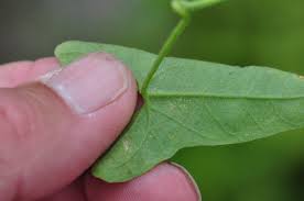 Attēlu rezultāti vaicājumam “Calystegia sepium leaf”