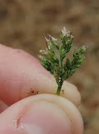 Attēlu rezultāti vaicājumam “Poa remota bud”