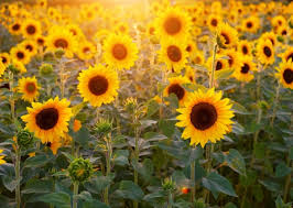 Résultat de recherche d'images pour "tournesol"
