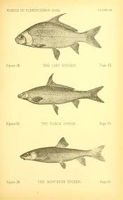 Image result for Cycleptus elongatus