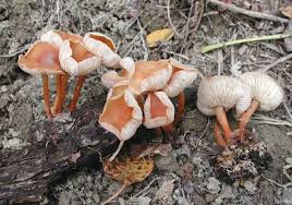 Attēlu rezultāti vaicājumam “Collybia acervata”