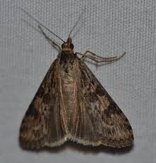 Attēlu rezultāti vaicājumam “Nomophila noctuella”