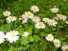 Image result for Bellis perennis