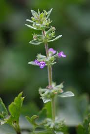 Attēlu rezultāti vaicājumam “Acinos arvensis”