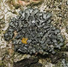 Attēlu rezultāti vaicājumam “Phaeophyscia orbicularis”