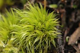 Attēlu rezultāti vaicājumam “Dicranum scoparium sporophyte”