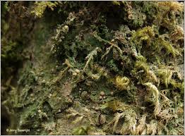 Attēlu rezultāti vaicājumam “Biatora sphaeroides”