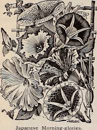 Image result for Adlumia cirrhosa