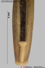 Attēlu rezultāti vaicājumam “Festuca ovina fruit”