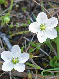 Attēlu rezultāti vaicājumam “Sagina nodosa flower”