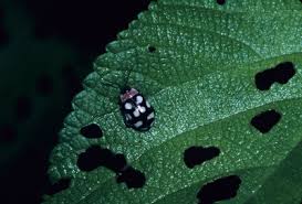 Attēlu rezultāti vaicājumam “Alticinae”